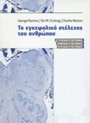 251007-Το εγκεφαλικό στέλεχος του ανθρώπου